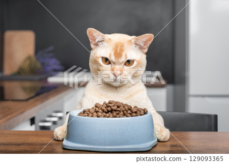 A Burmese cat sits by a bowl of food at the kitchen table. 129093365