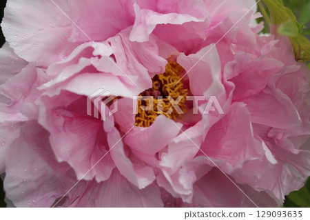 Peony ~ ~ ✿Peony✿ ~ ~ 129093635