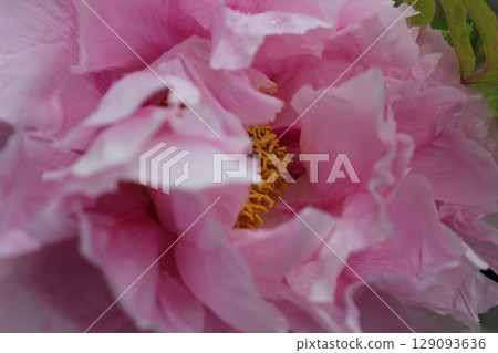 牡丹~~✿牡丹✿~~ 牡丹~~✿牡丹✿~~ 129093636