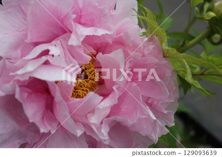 Peony ~ ~ ✿Peony✿ ~ ~ Peony ~ ~ ✿Peony✿ ~ ~ 129093639