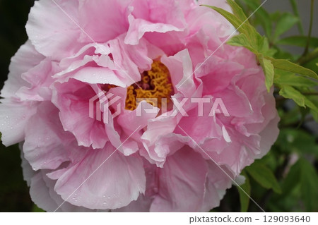 Peony ~ ~ ✿Peony✿ ~ ~ Peony ~ ~ ✿Peony✿ ~ ~ 129093640