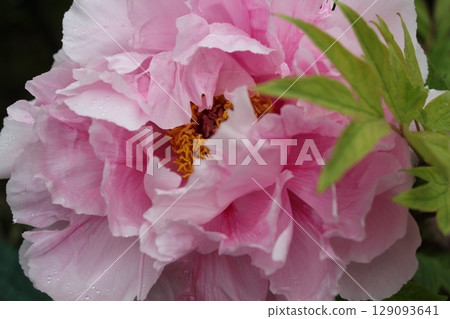 Peony ~ ~ ✿Peony✿ ~ ~ 129093641