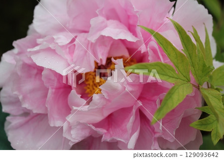 Peony ~ ~ ✿Peony✿ ~ ~ Peony ~ ~ ✿Peony✿ ~ ~ 129093642