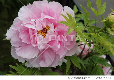 Peony ~ ~ ✿Peony✿ ~ ~ 129093645