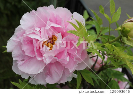 Peony ~ ~ ✿Peony✿ ~ ~ Peony ~ ~ ✿Peony✿ ~ ~ 129093646