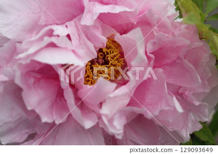 Peony ~ ~ ✿Peony✿ ~ ~ Peony ~ ~ ✿Peony✿ ~ ~ 129093649