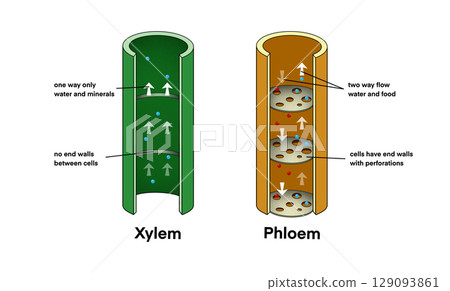 illustration of biology, Xylem vessel and Phloem vessel, Transport in plants, Xylem moves water from roots to the leaves, and phloem moves food from the leaves to the rest of the plant 129093861