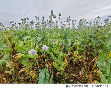 Fresh green poppy heads on field Fresh green poppy heads on field 129094311