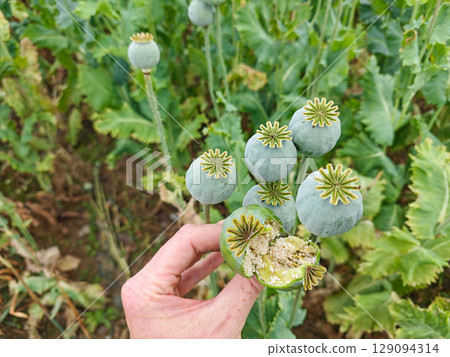 Open poppy head with white seeds in fengers. Hand hold Open poppy head with white seeds in fengers. Hand hold 129094314