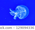 Sea jellyfish swim through a lit aquarium. The hat and tentacles Sea jellyfish swim through a lit aquarium. The hat and tentacles 129094336