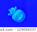Sea jellyfish swim through a lit aquarium. The hat and tentacles Sea jellyfish swim through a lit aquarium. The hat and tentacles 129094337