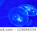 Sea jellyfish swim through a lit aquarium. The hat and tentacles Sea jellyfish swim through a lit aquarium. The hat and tentacles 129094339