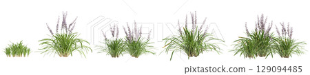 3d illustration of set bush Liriope muscari variegata isolated on black background 3d illustration of set bush Liriope muscari variegata isolated on black background 129094485