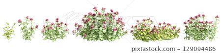 3d illustration of set bush Lamium maculatum isolated on black background 129094486