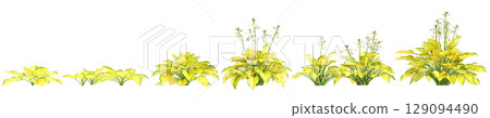 3d illustration of set bush Hosta rainforest sunrise isolated on black background 129094490