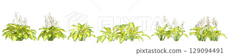 3d illustration of set bush Hosta justine isolated on black background 129094491