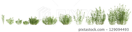 3d illustration of set bush Galium aparine isolated on black background 129094493