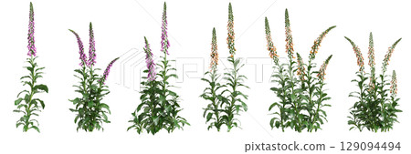 3d illustration of set bush Digitalis purpurea isolated on black background 129094494