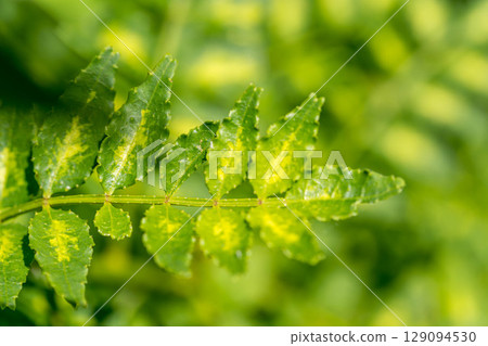 辣綠～日本辣椒葉～ 129094530