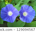 淡藍紫色繡球花 129094567