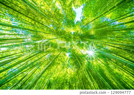 Yokohama cityscape in Japan: Green bamboo forest and sunlight filtering through the trees. Strong sunlight... intense heat... = July 31st 129094777