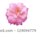 Isolated pink flower with white petals and magenta pink, very pretty in natural light 129094779