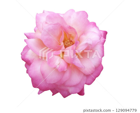 Isolated pink flower with white petals and magenta pink, very pretty in natural light Isolated pink flower with white petals and magenta pink, very pretty in natural light 129094779