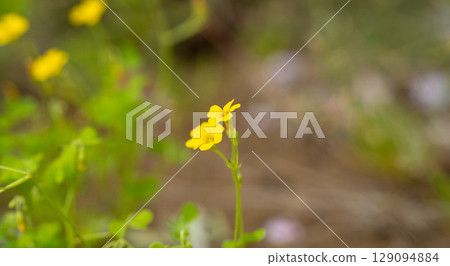 春天的小溪和油菜花 129094884