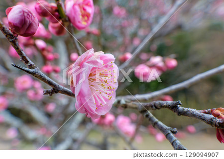 淡粉色的梅花輕輕綻放 淡粉色的梅花輕輕綻放 129094907