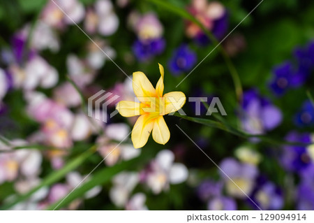 Homeria in the spring flowerbed Homeria in the spring flowerbed 129094914