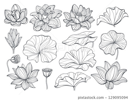 Linear lotus elements. Line flowers and leaves, different views, decorative blooming plants, beautiful botanic parts, asian traditional floral outline isolated botanical splendid vector set 129095094