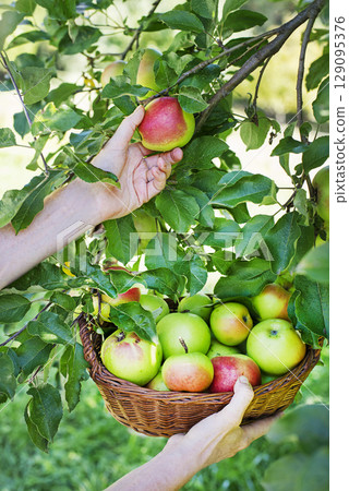 Apples harvest 129095376