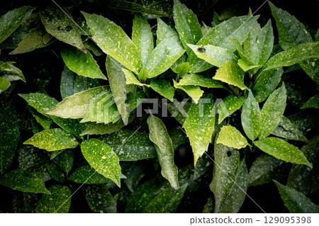 Green leaves pattern background, Natural background and wallpaper Green leaves pattern background, Natural background and wallpaper 129095398