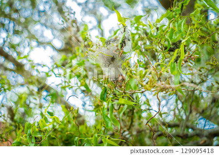 An infestation of tent caterpillars devouring apple tree leaves in early spring. Fuzzy caterpillars with orange stripe eating leaves An infestation of tent caterpillars devouring apple tree leaves in early spring. Fuzzy caterpillars with orange stripe eating leaves 129095418
