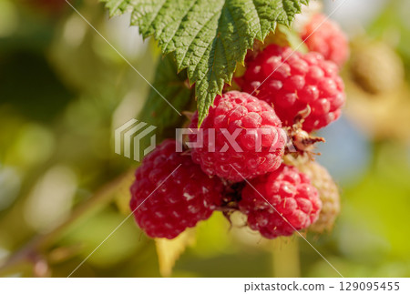 Close-up of ripening red raspberries on the vine. 129095455