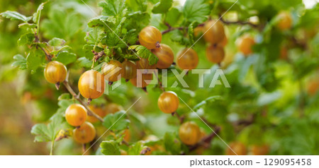 Close-up of ripe yellow gooseberry. Close-up of ripe yellow gooseberry. 129095458