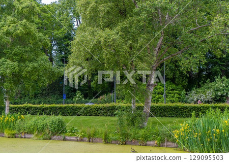 Dirty green toxic water contaminated with algae 129095503