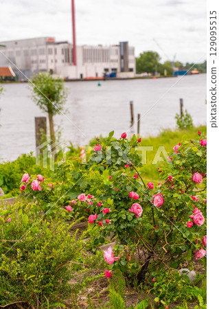 Rural landscape with windmill in Zaanse Schans. Holland, Netherlands. Authentic Zaandam mill. Beautiful Netherland landscape. 129095515