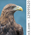 Head of Golden eagle, close-up 129095620