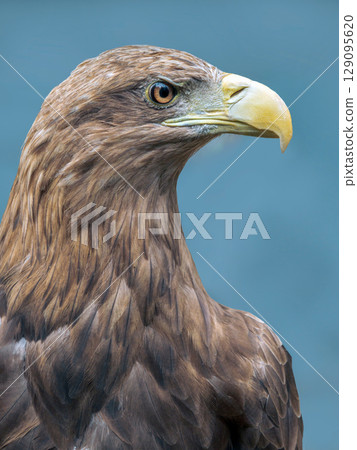 Head of Golden eagle, close-up Head of Golden eagle, close-up 129095620