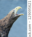 Head of a screaming golden eagle, close-up 129095621