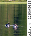 A pair of loons on a forest lake 129095625