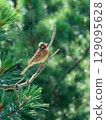 Pine bunting perching on a branch of siberian pine 129095628