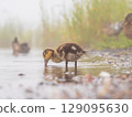 Newborn mallard duckling looking for food in a pond 129095630