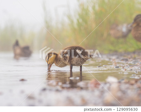 Newborn mallard duckling looking for food in a pond Newborn mallard duckling looking for food in a pond 129095630