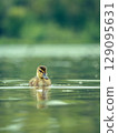 Newborn mallard duckling swimming alone in a pond. High res photo 129095631