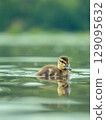 Newborn mallard duckling swimming alone in a pond. High res photo 129095632