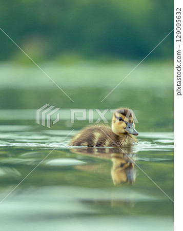 Newborn mallard duckling swimming alone in a pond. High res photo Newborn mallard duckling swimming alone in a pond. High res photo 129095632