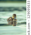 Newborn mallard duckling swimming alone in a pond. High res photo 129095633