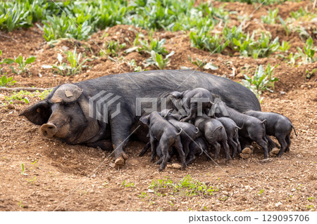 Piglets of the native Majorcan breed Porc Negre Mallorqui also the Majorcan Black Pig are suckled by their mother in Mallorca, Balearic Islands, Spain 129095706